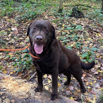 chien Retriever du Labrador chocolat Winston élevage du Fond de la Noye