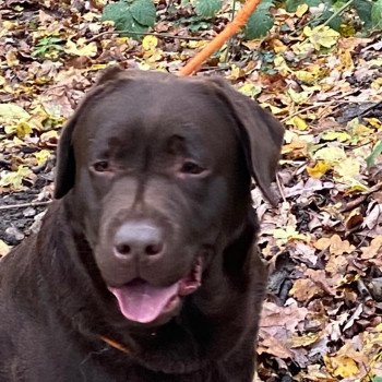 chien Retriever du Labrador chocolat Winston élevage du Fond de la Noye