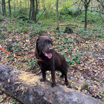 chien Retriever du Labrador chocolat Winston élevage du Fond de la Noye