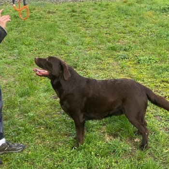 chien Retriever du Labrador chocolat Winston élevage du Fond de la Noye