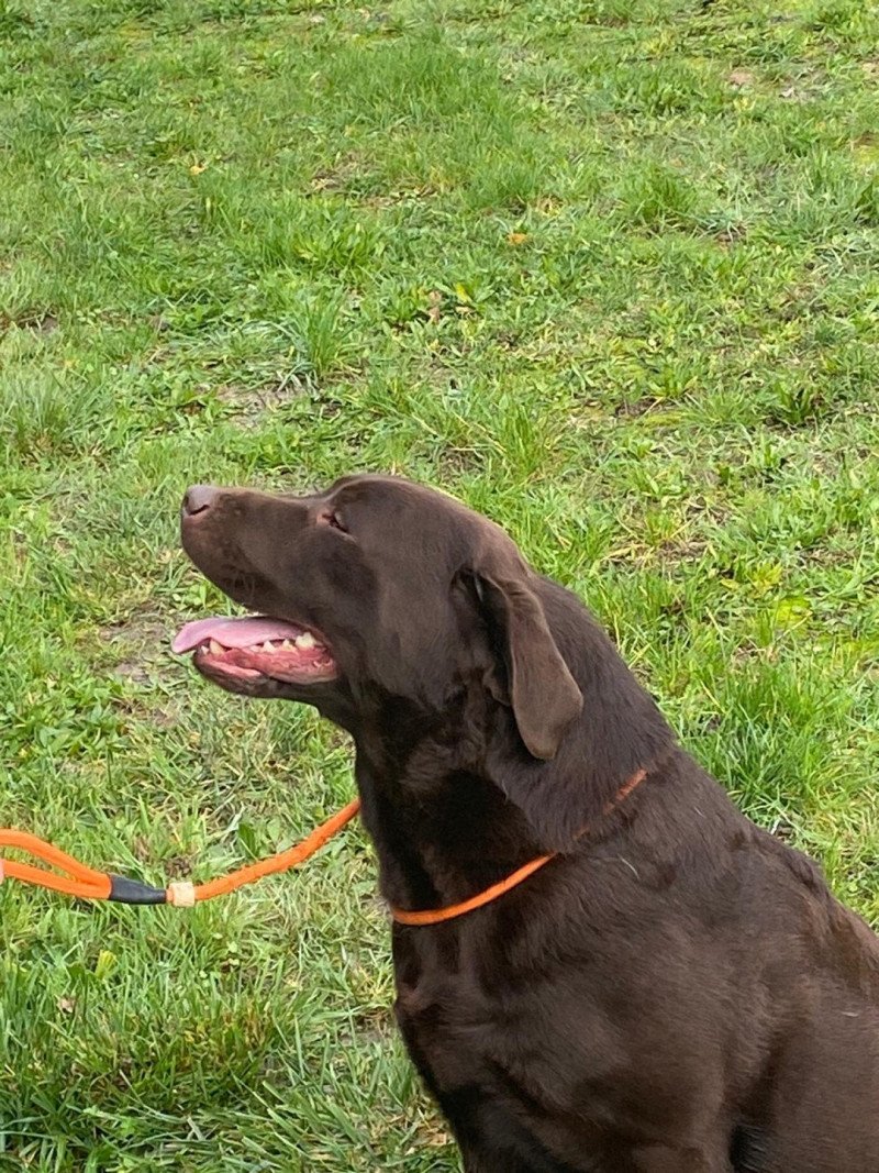 Winston Black & Chocolate Mâle Retriever du Labrador