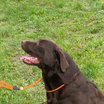 chien Retriever du Labrador chocolat Winston élevage du Fond de la Noye