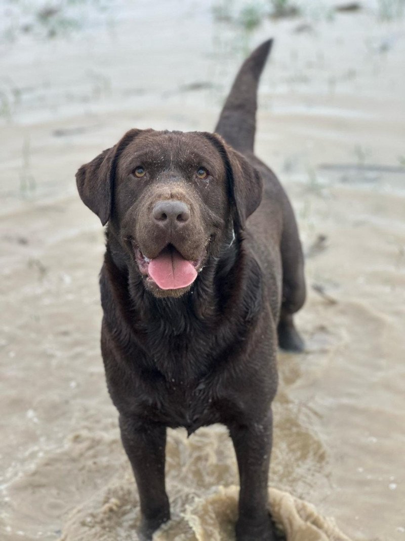 Kendystyle With Open Arms Femelle Retriever du Labrador