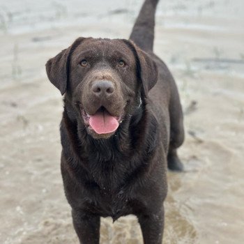 Kendystyle With Open Arms Femelle Retriever du Labrador