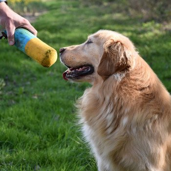 Le Golden retriever