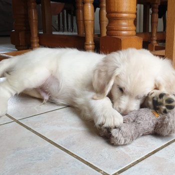 Le prix de nos chiots Golden et Labrador