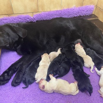 Chiot Retriever du Labrador Dea ❤ Phoenix 2022 élevage du Fond de la Noye Chiot Retriever du Labrador Dea ❤ Phoenix 2022 élevage du Fond de la Noye