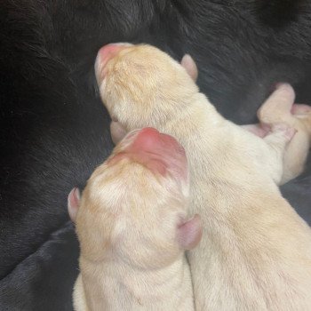 Chiot Retriever du Labrador Dea ❤ Phoenix 2022 élevage du Fond de la Noye Chiot Retriever du Labrador Dea ❤ Phoenix 2022 élevage du Fond de la Noye