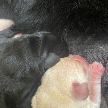 Chiot Retriever du Labrador Dea ❤ Phoenix 2022 élevage du Fond de la Noye Chiot Retriever du Labrador Dea ❤ Phoenix 2022 élevage du Fond de la Noye