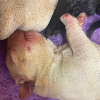 Chiot Retriever du Labrador Dea ❤ Phoenix 2022 élevage du Fond de la Noye Chiot Retriever du Labrador Dea ❤ Phoenix 2022 élevage du Fond de la Noye