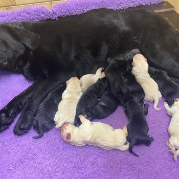 Chiot Retriever du Labrador Dea ❤ Phoenix 2022 élevage du Fond de la Noye Chiot Retriever du Labrador Dea ❤ Phoenix 2022 élevage du Fond de la Noye