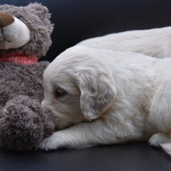 Puppy Golden retriever Ivoire ❤ Godzilla 2020 élevage du Fond de la Noye Puppy Golden retriever Ivoire ❤ Godzilla 2020 élevage du Fond de la Noye