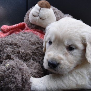 Puppy Golden retriever Ivoire ❤ Godzilla 2020 élevage du Fond de la Noye Puppy Golden retriever Ivoire ❤ Godzilla 2020 élevage du Fond de la Noye