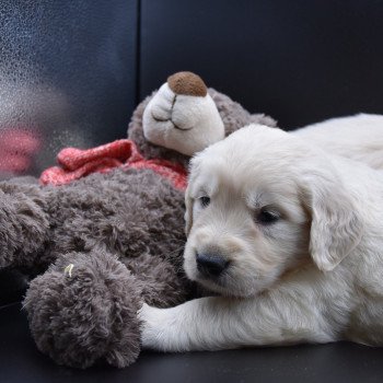 Puppy Golden retriever Ivoire ❤ Godzilla 2020 élevage du Fond de la Noye Puppy Golden retriever Ivoire ❤ Godzilla 2020 élevage du Fond de la Noye