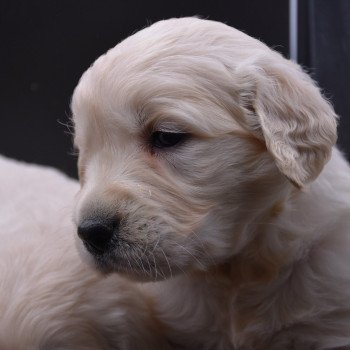 Puppy Golden retriever Ivoire ❤ Godzilla 2020 élevage du Fond de la Noye Puppy Golden retriever Ivoire ❤ Godzilla 2020 élevage du Fond de la Noye