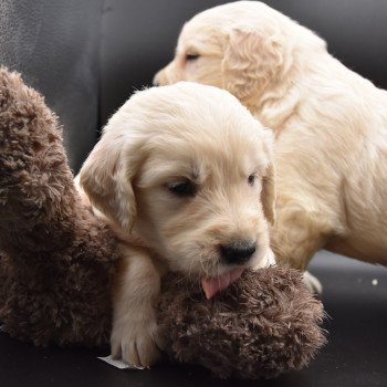 Puppy Golden retriever Ivoire ❤ Godzilla 2020 élevage du Fond de la Noye Puppy Golden retriever Ivoire ❤ Godzilla 2020 élevage du Fond de la Noye