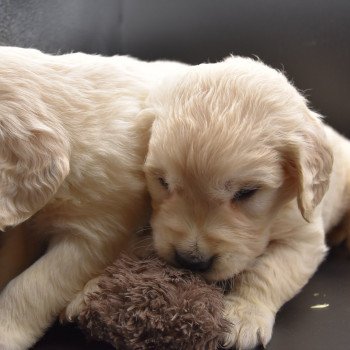 Puppy Golden retriever Ivoire ❤ Godzilla 2020 élevage du Fond de la Noye Puppy Golden retriever Ivoire ❤ Godzilla 2020 élevage du Fond de la Noye