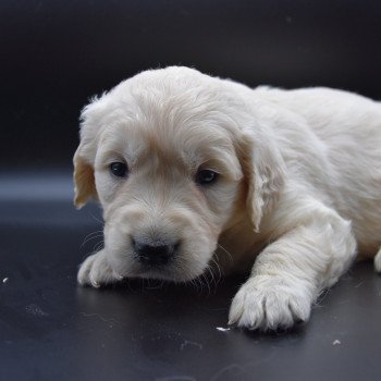 Puppy Golden retriever Ivoire ❤ Godzilla 2020 élevage du Fond de la Noye Puppy Golden retriever Ivoire ❤ Godzilla 2020 élevage du Fond de la Noye