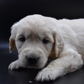 Puppy Golden retriever Ivoire ❤ Godzilla 2020 élevage du Fond de la Noye Puppy Golden retriever Ivoire ❤ Godzilla 2020 élevage du Fond de la Noye