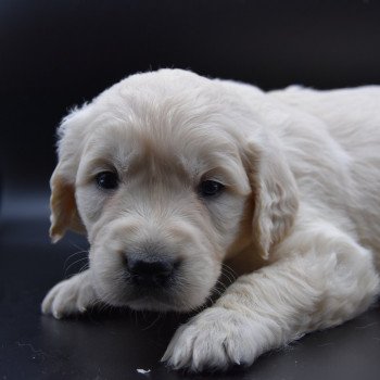 Puppy Golden retriever Ivoire ❤ Godzilla 2020 élevage du Fond de la Noye Puppy Golden retriever Ivoire ❤ Godzilla 2020 élevage du Fond de la Noye