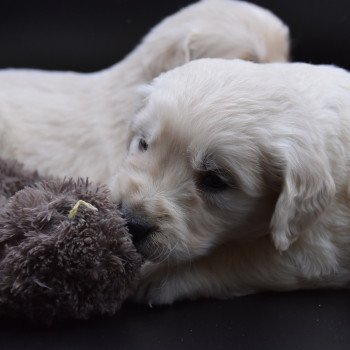 Puppy Golden retriever Ivoire ❤ Godzilla 2020 élevage du Fond de la Noye Puppy Golden retriever Ivoire ❤ Godzilla 2020 élevage du Fond de la Noye