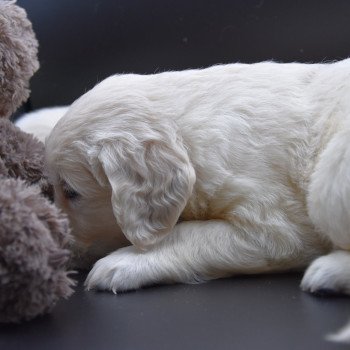 Puppy Golden retriever Ivoire ❤ Godzilla 2020 élevage du Fond de la Noye Puppy Golden retriever Ivoire ❤ Godzilla 2020 élevage du Fond de la Noye