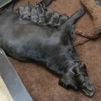 Chiot Retriever du Labrador Lily ❤ Maori-Moko 2021 élevage du Fond de la Noye Chiot Retriever du Labrador Lily ❤ Maori-Moko 2021 élevage du Fond de la Noye
