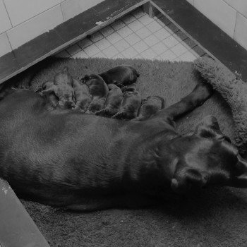 Chiot Retriever du Labrador Lily ❤ Maori-Moko 2021 élevage du Fond de la Noye Chiot Retriever du Labrador Lily ❤ Maori-Moko 2021 élevage du Fond de la Noye