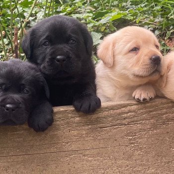 Chiot Retriever du Labrador Lilly ❤ Ravel 2023 élevage du Fond de la Noye Chiot Retriever du Labrador Lilly ❤ Ravel 2023 élevage du Fond de la Noye