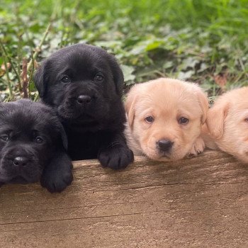 Chiot Retriever du Labrador Lilly ❤ Ravel 2023 élevage du Fond de la Noye Chiot Retriever du Labrador Lilly ❤ Ravel 2023 élevage du Fond de la Noye