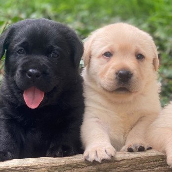 Chiot Retriever du Labrador Lilly ❤ Ravel 2023 élevage du Fond de la Noye Chiot Retriever du Labrador Lilly ❤ Ravel 2023 élevage du Fond de la Noye