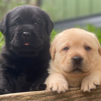 Chiot Retriever du Labrador Lilly ❤ Ravel 2023 élevage du Fond de la Noye Chiot Retriever du Labrador Lilly ❤ Ravel 2023 élevage du Fond de la Noye