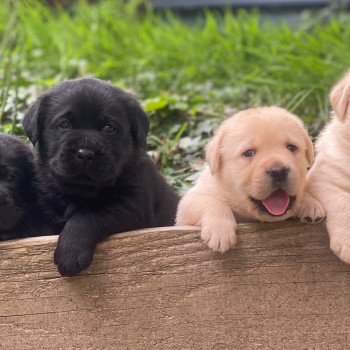 Chiot Retriever du Labrador Lilly ❤ Ravel 2023 élevage du Fond de la Noye Chiot Retriever du Labrador Lilly ❤ Ravel 2023 élevage du Fond de la Noye