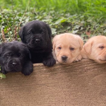 Chiot Retriever du Labrador Lilly ❤ Ravel 2023 élevage du Fond de la Noye Chiot Retriever du Labrador Lilly ❤ Ravel 2023 élevage du Fond de la Noye