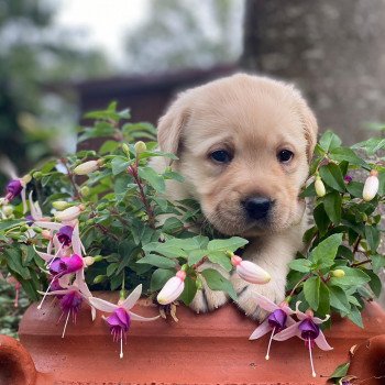 Chiot Retriever du Labrador Lilly ❤ Ravel 2023 élevage du Fond de la Noye Chiot Retriever du Labrador Lilly ❤ Ravel 2023 élevage du Fond de la Noye