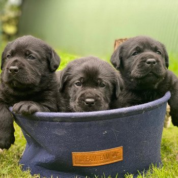 Chiot Retriever du Labrador Lilly ❤ Ravel 2023 élevage du Fond de la Noye Chiot Retriever du Labrador Lilly ❤ Ravel 2023 élevage du Fond de la Noye