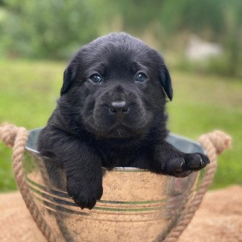 Chiot Retriever du Labrador Lilly ❤ Ravel 2023 élevage du Fond de la Noye Chiot Retriever du Labrador Lilly ❤ Ravel 2023 élevage du Fond de la Noye