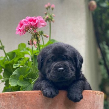 Chiot Retriever du Labrador Lilly ❤ Ravel 2023 élevage du Fond de la Noye Chiot Retriever du Labrador Lilly ❤ Ravel 2023 élevage du Fond de la Noye