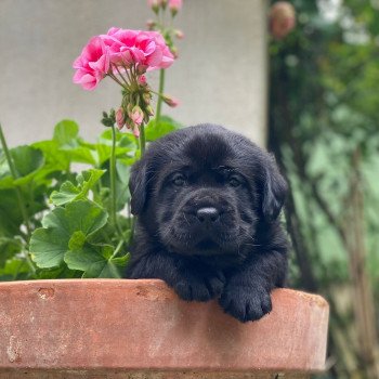Chiot Retriever du Labrador Lilly ❤ Ravel 2023 élevage du Fond de la Noye Chiot Retriever du Labrador Lilly ❤ Ravel 2023 élevage du Fond de la Noye