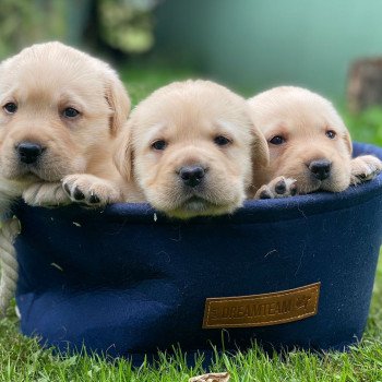 Chiot Retriever du Labrador Lilly ❤ Ravel 2023 élevage du Fond de la Noye Chiot Retriever du Labrador Lilly ❤ Ravel 2023 élevage du Fond de la Noye
