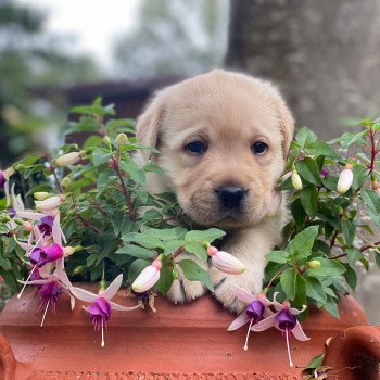 Chiot Retriever du Labrador Lilly ❤ Ravel 2023 élevage du Fond de la Noye Chiot Retriever du Labrador Lilly ❤ Ravel 2023 élevage du Fond de la Noye