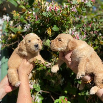 Chiot Golden retriever Mazia ❤ Roméo 2022 élevage du Fond de la Noye Chiot Golden retriever Mazia ❤ Roméo 2022 élevage du Fond de la Noye