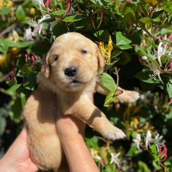 Chiot Golden retriever Mazia ❤ Roméo 2022 élevage du Fond de la Noye Chiot Golden retriever Mazia ❤ Roméo 2022 élevage du Fond de la Noye