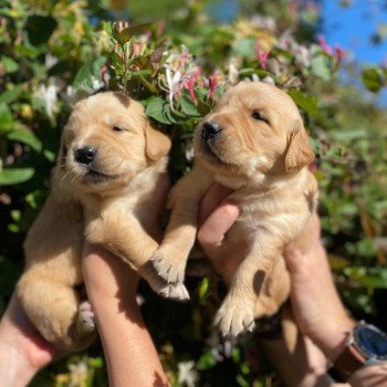 Chiot Golden retriever Mazia ❤ Roméo 2022 élevage du Fond de la Noye Chiot Golden retriever Mazia ❤ Roméo 2022 élevage du Fond de la Noye
