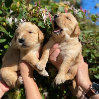 Chiot Golden retriever Mazia ❤ Roméo 2022 élevage du Fond de la Noye Chiot Golden retriever Mazia ❤ Roméo 2022 élevage du Fond de la Noye