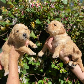 Chiot Golden retriever Mazia ❤ Roméo 2022 élevage du Fond de la Noye Chiot Golden retriever Mazia ❤ Roméo 2022 élevage du Fond de la Noye