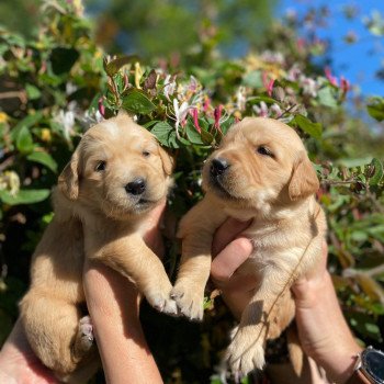 Chiot Golden retriever Mazia ❤ Roméo 2022 élevage du Fond de la Noye Chiot Golden retriever Mazia ❤ Roméo 2022 élevage du Fond de la Noye