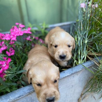 Chiot Golden retriever Mazia ❤ Roméo 2022 élevage du Fond de la Noye Chiot Golden retriever Mazia ❤ Roméo 2022 élevage du Fond de la Noye