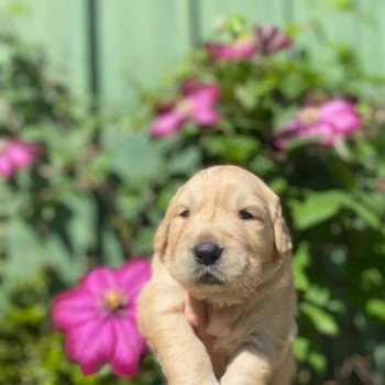 Chiot Golden retriever Nana ❤ Roméo 2023 élevage du Fond de la Noye Chiot Golden retriever Nana ❤ Roméo 2023 élevage du Fond de la Noye
