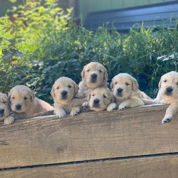 Chiot Golden retriever Nana ❤ Roméo 2023 élevage du Fond de la Noye Chiot Golden retriever Nana ❤ Roméo 2023 élevage du Fond de la Noye